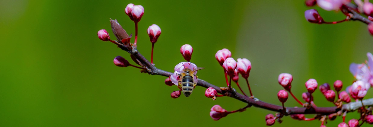 природа